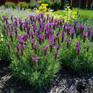 Spanish Lavender Plant Live – Lavandula Stoechas – Fragrant Shrub – 4 inch Pot - Image 4