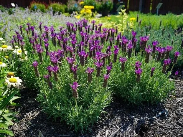 Spanish Lavender Plant Live – Lavandula Stoechas – Fragrant Shrub – 4 inch Pot - Image 4