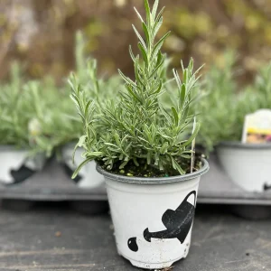 Spanish Lavender Plant Live – Lavandula Stoechas – Fragrant Shrub – 4 inch Pot - Image 5
