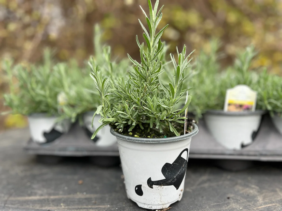 Spanish Lavender Plant Live – Lavandula Stoechas – Fragrant Shrub – 4 inch Pot - Image 5