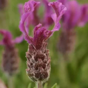 Spanish Lavender Plant Live – Lavandula Stoechas – Fragrant Shrub – 4 inch Pot - Image 6