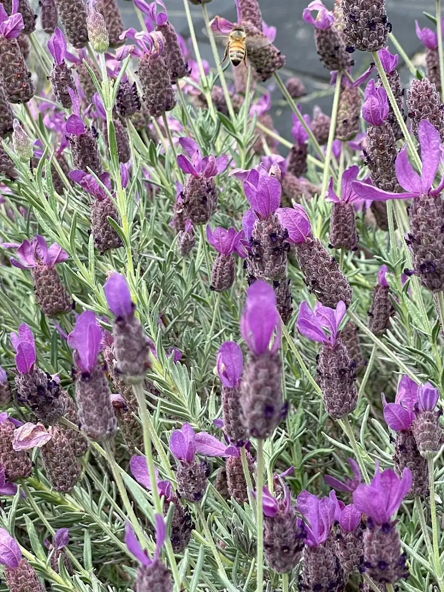 Spanish Lavender Plant Live – Lavandula Stoechas – Fragrant Shrub – 4 inch Pot - Image 7