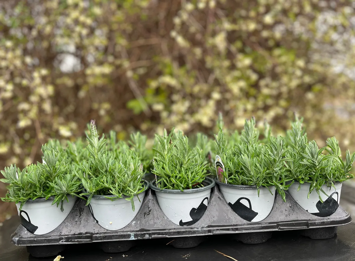 Spanish Lavender Plant Live – Lavandula Stoechas – Fragrant Shrub – 4 inch Pot - Image 8