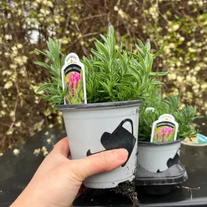 Spanish Lavender Plant Live – Lavandula Stoechas – Fragrant Shrub – 4 inch Pot - Image 9