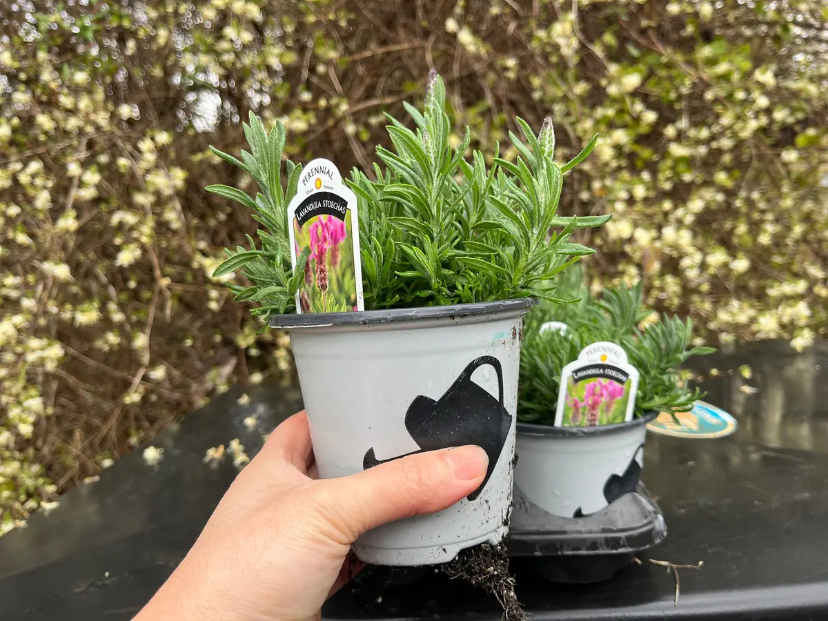 Spanish Lavender Plant Live – Lavandula Stoechas – Fragrant Shrub – 4 inch Pot - Image 9