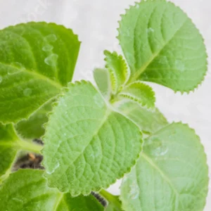 Spanish Thyme Live Plant – Cuban Oregano Herb – 10 inch Tall – Indoor/Outdoor - Image 2