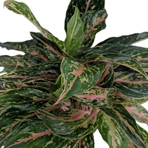 Sparkling Sarah Chinese Evergreen Plant - Aglaonema Live Plant - 6