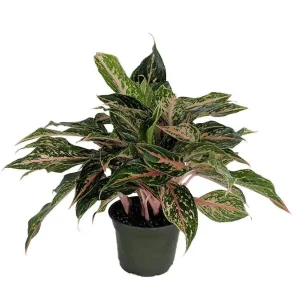 Sparkling Sarah Chinese Evergreen Plant - Aglaonema Live Plant - 6