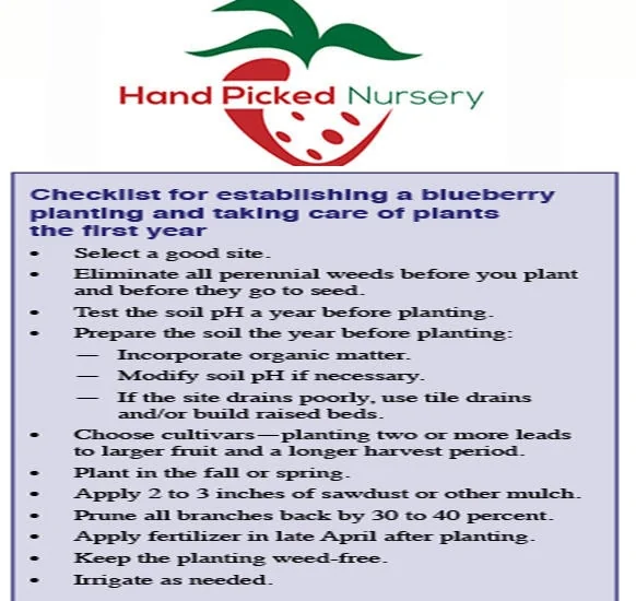 Spartan Northern Highbush Blueberry Live Plant - 1 Quart Size, 10-12 Inches, Bare Root - Image 2