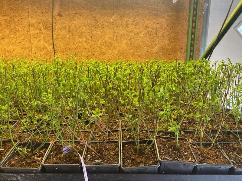 Spartan Northern Highbush Blueberry Live Plant - 1 Quart Size, 10-12 Inches, Bare Root - Image 5