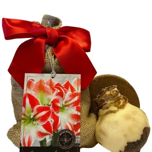 Sparticus Amaryllis Bulb 24/26cm - Bicolor White Red Blooms, Easy to Grow Indoor Plant Gift - Image 2