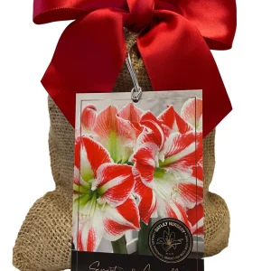 Sparticus Amaryllis Bulb 24/26cm - Bicolor White Red Blooms, Easy to Grow Indoor Plant Gift - Image 1