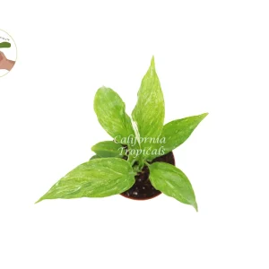 Spathiphyllum Domino Variegated Peace Lily Live Plant – 2 inch Pot – Indoor - Image 2