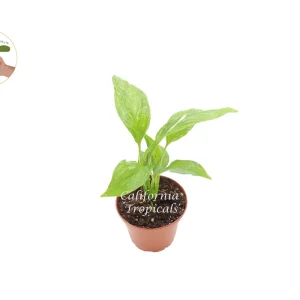 Spathiphyllum Domino Variegated Peace Lily Live Plant – 2 inch Pot – Indoor - Image 1