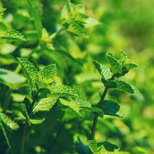 Spearmint Live Plant – 3 Inch Pot – Indoor/Outdoor Herb Garden - Image 3