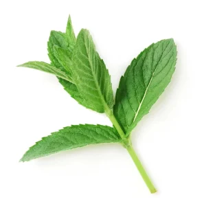 Spearmint Live Plant - 4 inch Pot - Grow Indoors & Outdoors - Image 4