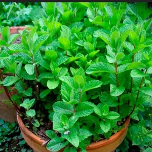 Spearmint Seeds - Mentha spicata - Non-GMO Heirloom Herb Seeds Perennial - Image 2