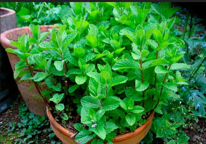 Spearmint Seeds - Mentha spicata - Non-GMO Heirloom Herb Seeds Perennial - Image 2