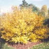 Spice Bush Live Plant - Lindera benzoin - Native Shrub - Quart Pot - USDA Zones 4-9 - Image 1