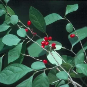 Spice Bush Live Plant - Lindera benzoin - Native Shrub - Quart Pot - USDA Zones 4-9 - Image 2