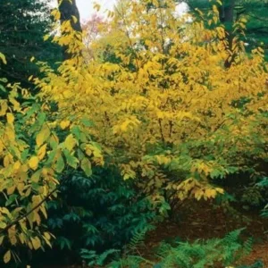 Spice Bush Live Plant - Lindera benzoin - Native Shrub - Quart Pot - USDA Zones 4-9 - Image 3