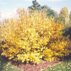 Spice Bush Live Plant - Lindera benzoin - Native Shrub - Quart Pot - USDA Zones 4-9 - Image 1