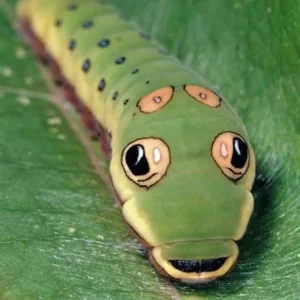 Spice Bush Live Plant - Lindera benzoin - Native Shrub - Quart Pot - USDA Zones 4-9 - Image 4