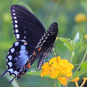 Spice Bush Live Plant - Lindera benzoin - Native Shrub - Quart Pot - USDA Zones 4-9 - Image 5