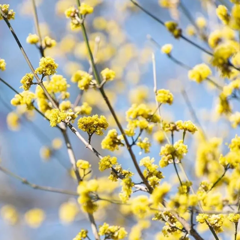 Spicebush Live Plant – Native Shrub, Fragrant, 10-14in Tall, 1 Quart Pot - Image 10