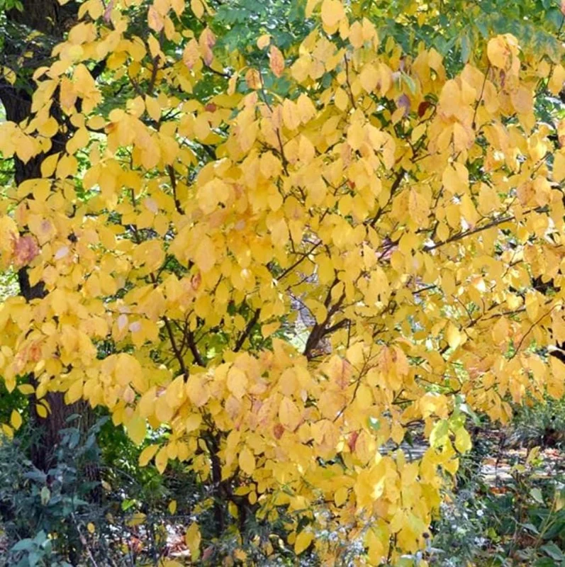 Spicebush Live Plant – Native Shrub, Fragrant, 10-14in Tall, 1 Quart Pot - Image 2