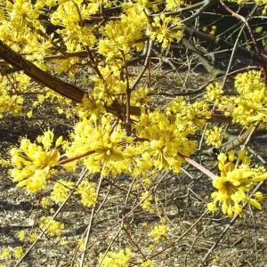 Spicebush Live Plant – Native Shrub, Fragrant, 10-14in Tall, 1 Quart Pot - Image 3