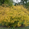 Spicebush Live Plant – Native Shrub, Fragrant, 10-14in Tall, 1 Quart Pot - Image 1