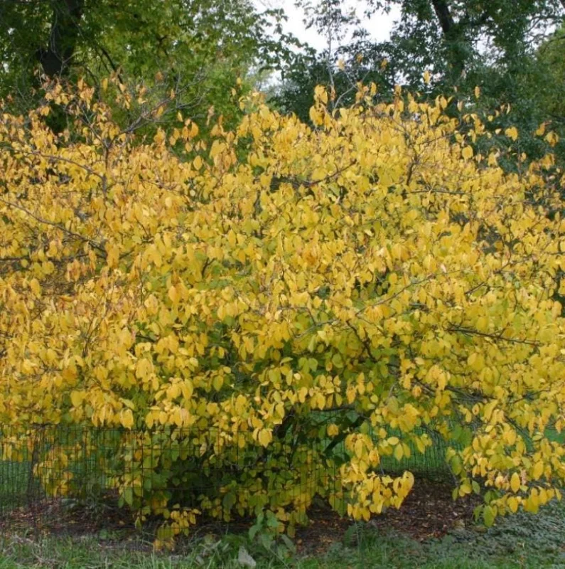 Spicebush Live Plant – Native Shrub, Fragrant, 10-14in Tall, 1 Quart Pot - Image 1
