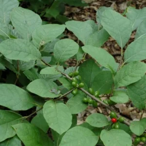 Spicebush Live Plant – Native Shrub, Fragrant, 10-14in Tall, 1 Quart Pot - Image 4
