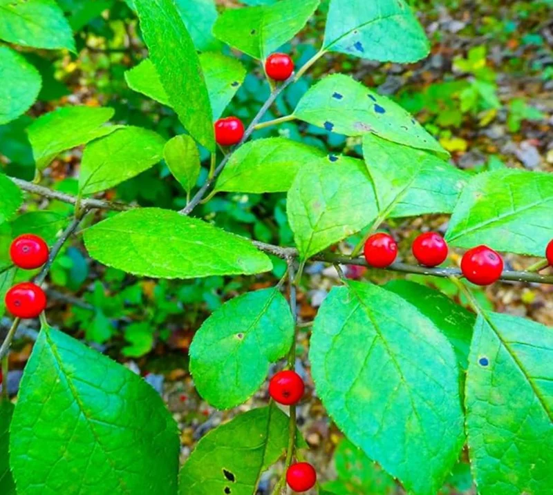 Spicebush Live Plant – Native Shrub, Fragrant, 10-14in Tall, 1 Quart Pot - Image 5