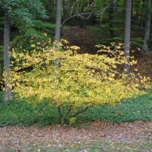 Spicebush Live Plant – Native Shrub, Fragrant, 10-14in Tall, 1 Quart Pot - Image 8