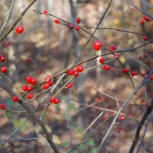 Spicebush Live Plant – Native Shrub, Fragrant, 10-14in Tall, 1 Quart Pot - Image 9