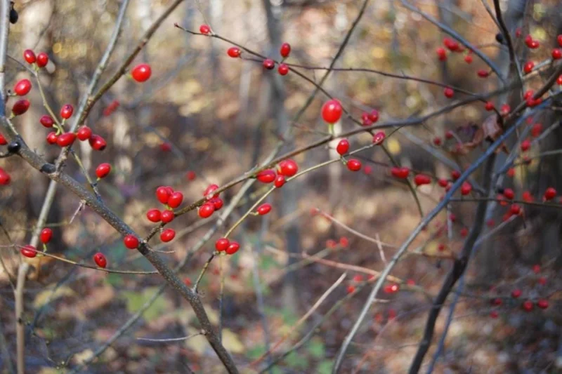 Spicebush Live Plant – Native Shrub, Fragrant, 10-14in Tall, 1 Quart Pot - Image 9
