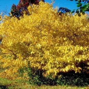 Spicebush Live Plant - Quart Pot - Native Shrub, Deciduous, Outdoor - Image 1