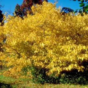 Spicebush Live Tree - Lindera Benzoin - 10-14