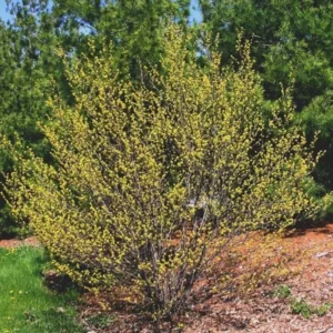 Spicebush Live Tree - Lindera Benzoin - 10-14