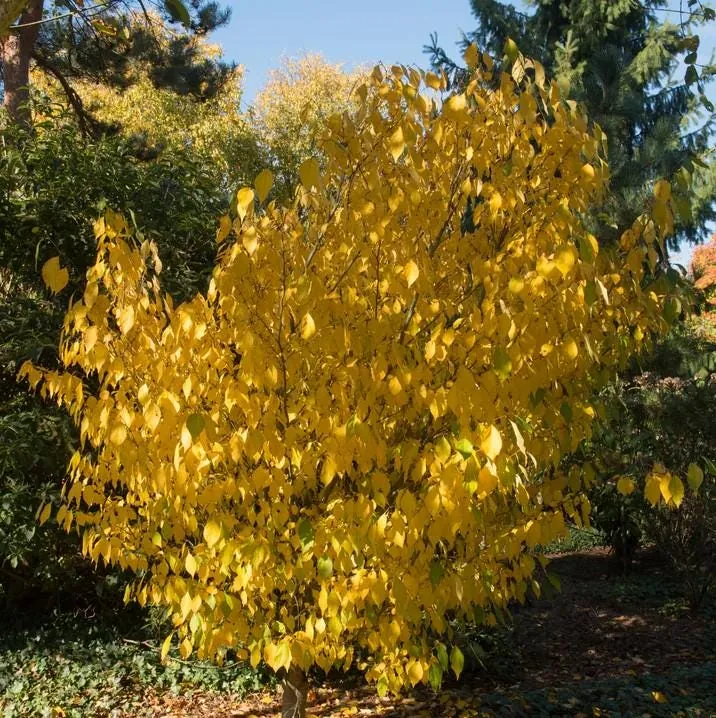 Spicebush Live Tree - Lindera Benzoin - 10-14" Tall - 1 Quart Pot - Outdoor Shrub - Image 4