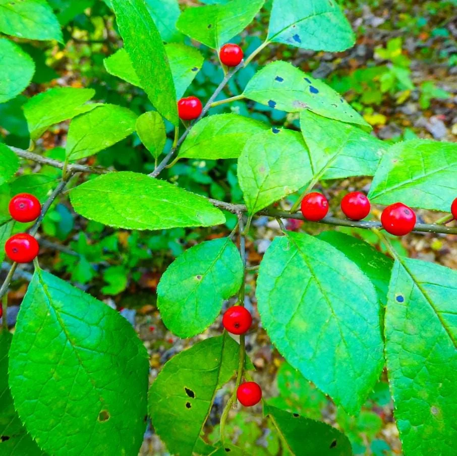 Spicebush Live Tree - Lindera Benzoin - 10-14" Tall - 1 Quart Pot - Outdoor Shrub - Image 5