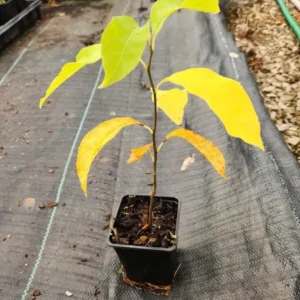 Spicebush Live Tree - Lindera Benzoin - 10-14