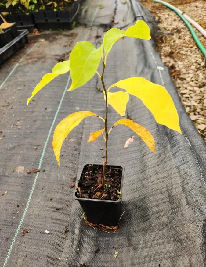 Spicebush Live Tree - Lindera Benzoin - 10-14" Tall - 1 Quart Pot - Outdoor Shrub - Image 6