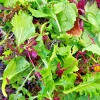 Spicy Salad Lettuce Mix Seeds - Heirloom, Non-GMO, High Germination Vegetable Seeds for Indoor & Outdoor Gardens - Image 1
