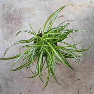 Spider Plant (Chlorophytum Comosum) Live Plant – 4 inch Pot – Indoor Houseplant - Image 2