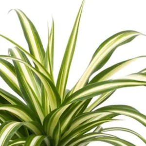 Spider Plant Live Plant - 10" Height in 4" Pot - Easy Care Houseplant - Image 1