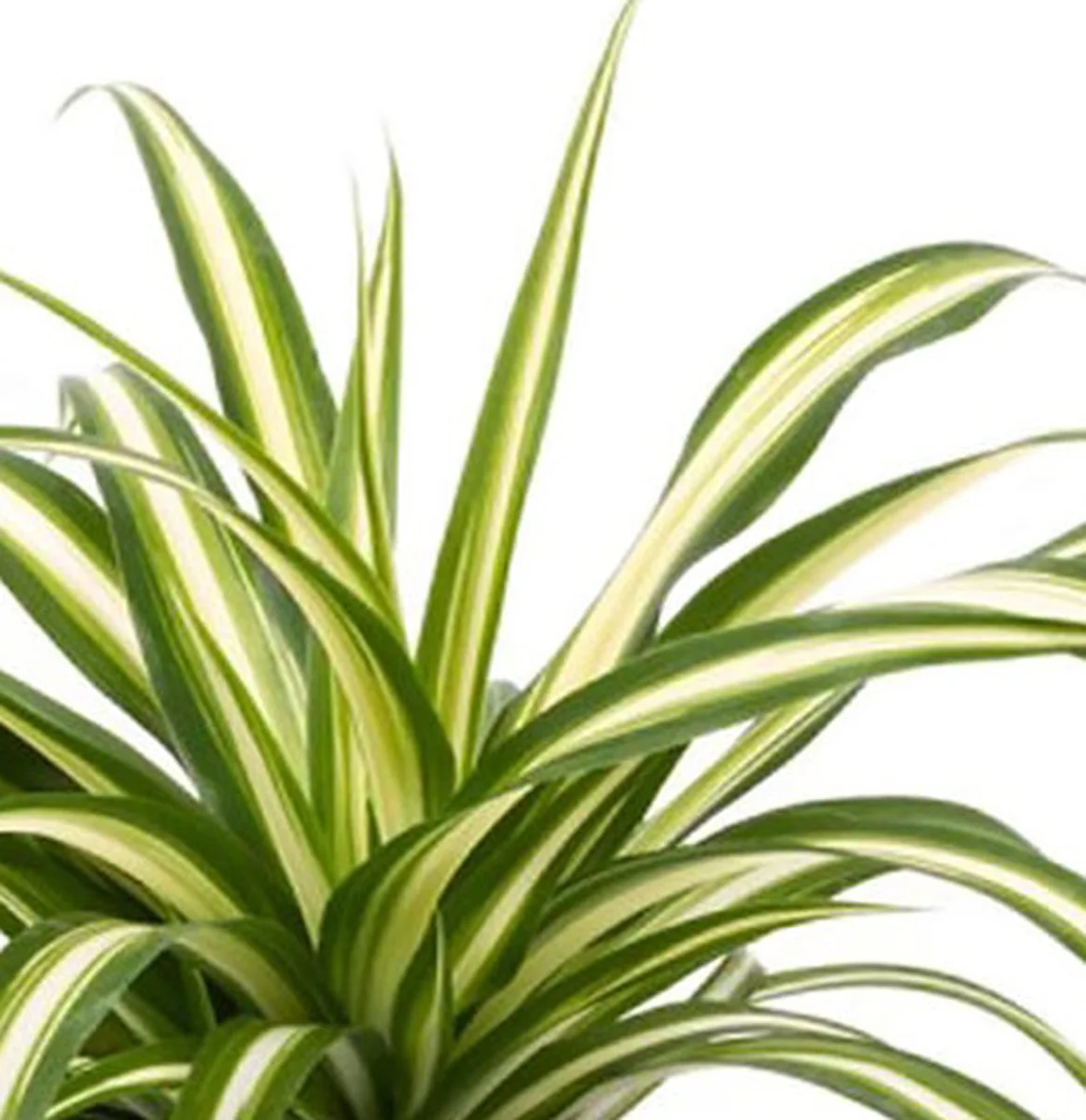 Spider Plant Live Plant - 10" Height in 4" Pot - Easy Care Houseplant - Image 1
