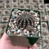 Spider Web Cactus Live Plant, Lobivia Arachnacantha, 3.5" Pot, Unique Spines - Image 1